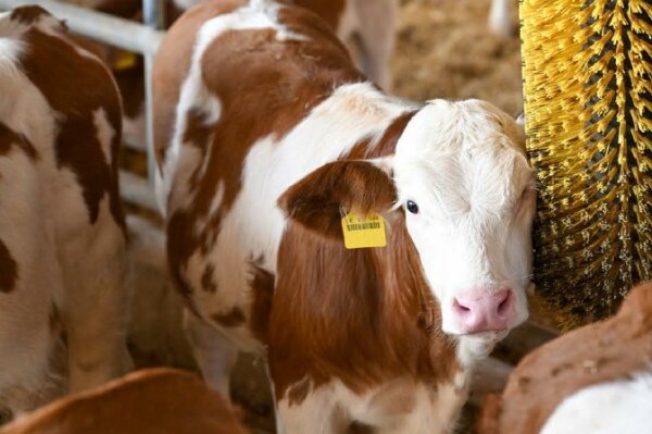 Junges Rind im Stall mit mehreren Tieren und einer großen Bürste für die Rinder