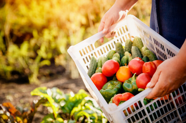 Ein Mann auf einem Feld mit einer Kunststoffkiste in den Händen mit Tomaten, Gurken und Paprika