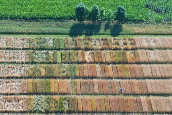 Luftbild  eines Feldes mit abwechselnder Bepflanzung mit verschiedenen Getreidesorten.