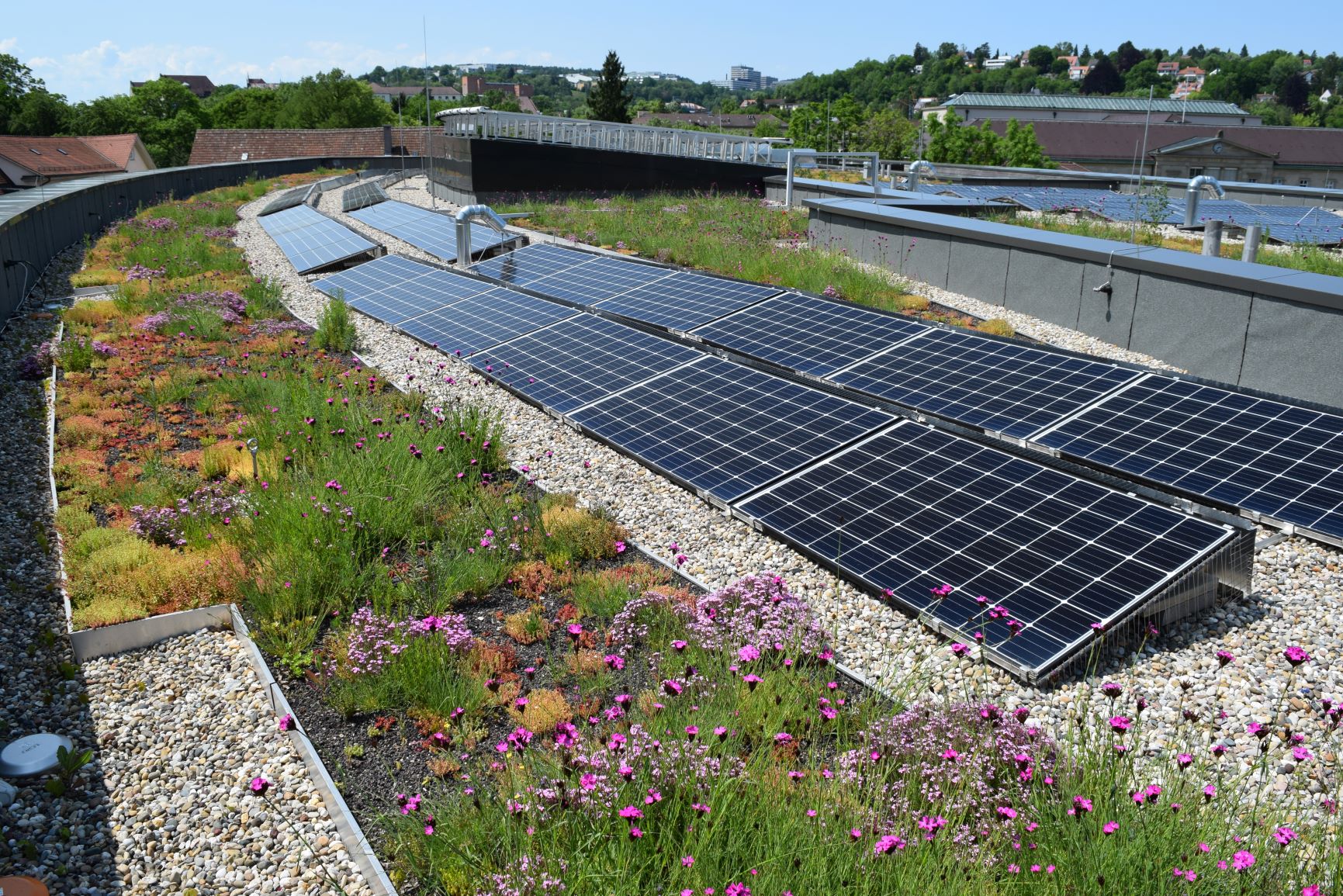 Flachdach mit Pflanzen und Photovoltaik-Anlage