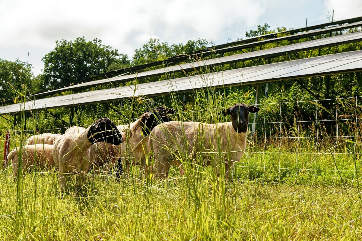 Schafe weiden neben einer hochstehenden Solaranlage