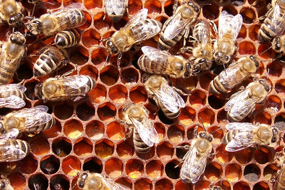 Bienen auf Pollenwa-be