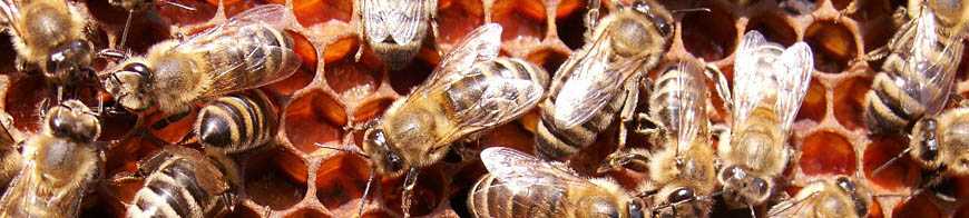 Bienen auf Pollenwabe