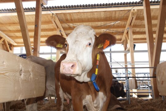 Die Milchkuh Pia im Stall auf dem Zentral-Landwirtschaftsfest 2016