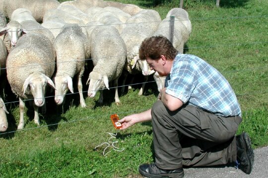 Mann prüft die Spannung an einem Weidezaun. Schafe schauen dabei zu.