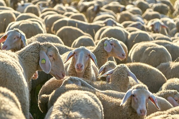 Dicht gedrängt stehen Schafe auf einem Magerrasen 