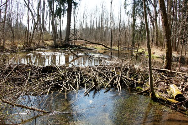 Biberdamm im Naturwald "Auwälder der mittleren Isar" (© Felix Brundke)