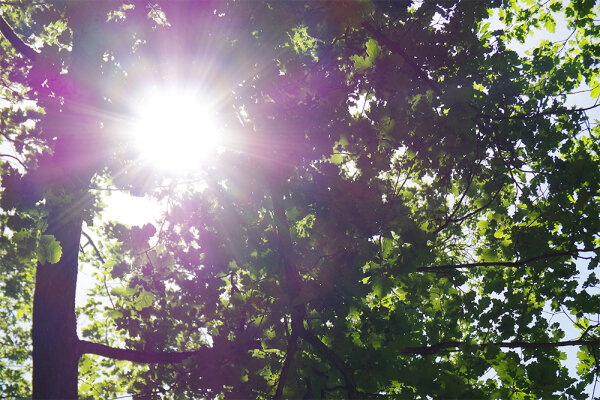 Sonnenstrahlen scheinen durch das grüne Blätterdach