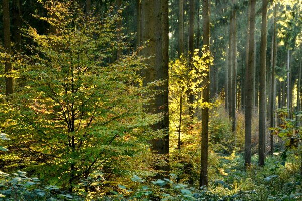 Fichtenwald mit Buchen-Naturverjüngung vom Sonnenlicht durchflutet