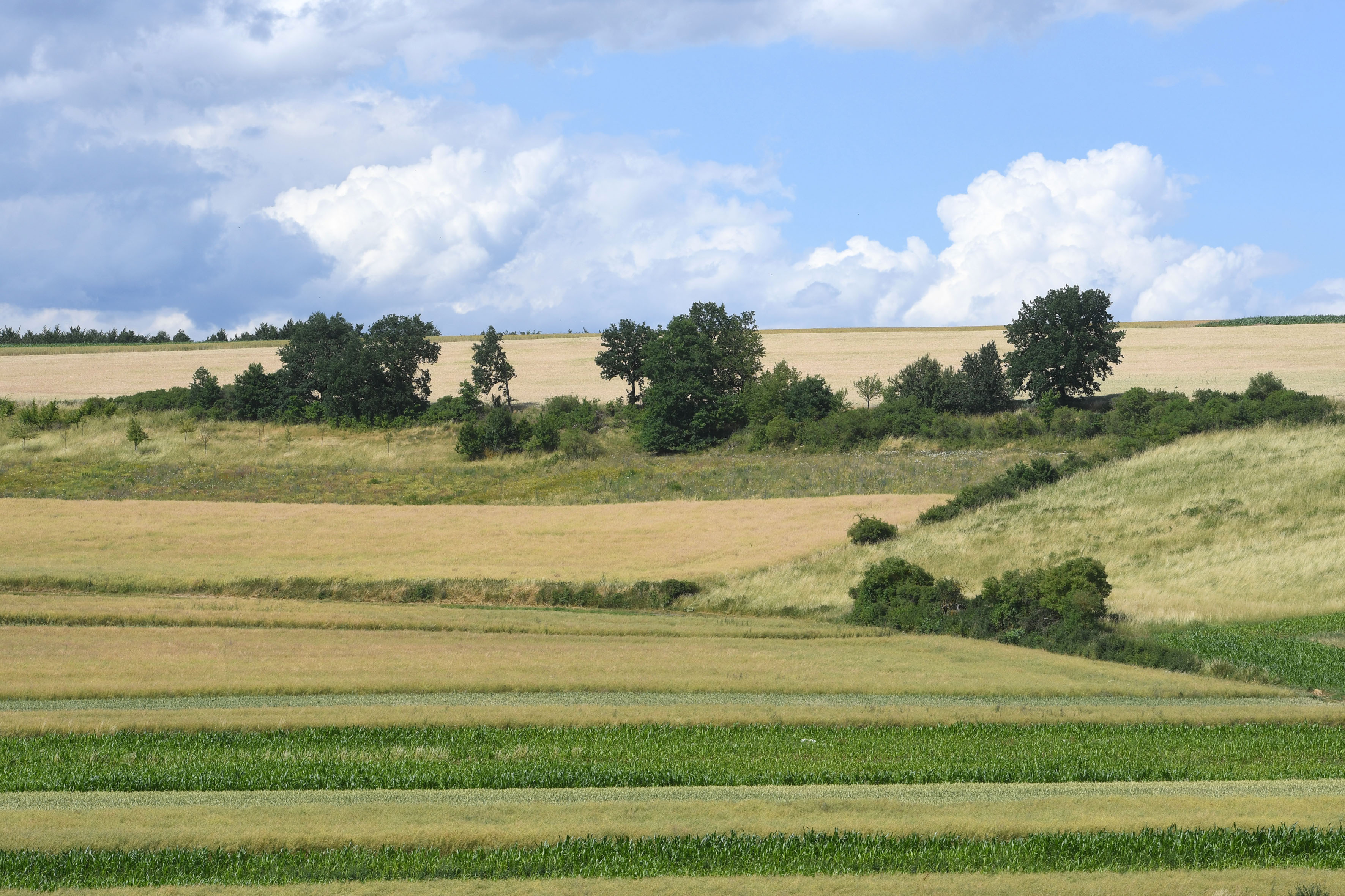 Zwischen landwirtschaftlichen Anbauflächen sind Hecken, Blühflächen und eine Streuobstwiese