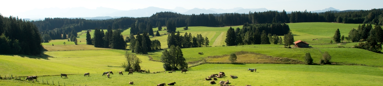 Panoramabild im Landkreis Ostallgäu: Wiesen mit Kühen, Wald und Baumgruppen (Foto: Tobias Hase)