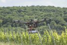 Drohne über Weinreben (Foto: LWG)
