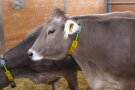 Kühe im Stall mit Wiederkausensor am Hals