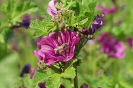 Die Malve, eine Pflanzenart für Wildpflanzenmischungen bietet Nektar und Pollen für Honigbienen und Insekten sowie Lebensraum für Wildtiere. Bild: LWG Veitshöchheim