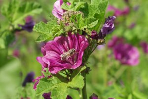 Biene auf einer roten Malvenblüte