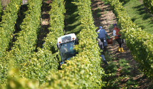 Traubentransport mit dem Traktor in einem Weinberg