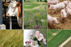 Fotocollage mit Kuh, Schweinen, Blüten, Getreide, Felder und Wiesen