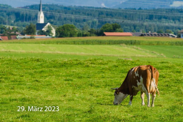 Kuh weidet auf grüner Wiese. Im Hintergrund eine Kirche und Wald.