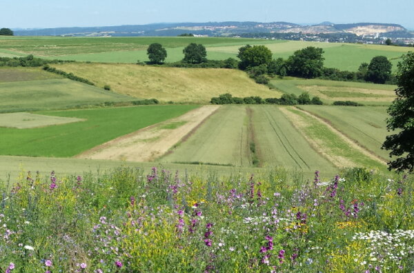 Blühwiese und im Hintergrund Felder mit verschiedener Fruchfolge