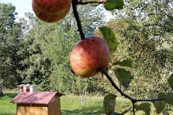 Streuobst Förderung