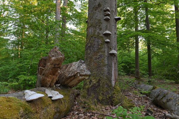 Baumstamm im Wald mit halb verrotten daneben liegenden Baumstamm