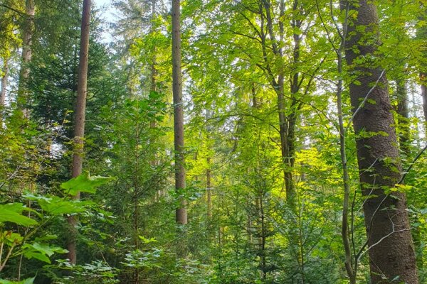Wald mit Laubbäumen und Büschen