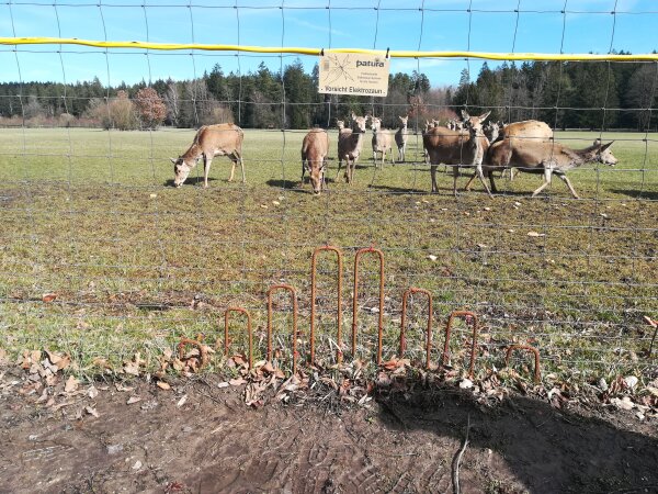 Zaun aus Drahtknotengeflecht mit eingegrabenen Stahlbügeln, dahinter Gehegewild