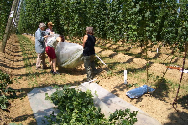 Personen, die in einem Hopfengarten mit einer Folie arbeiten