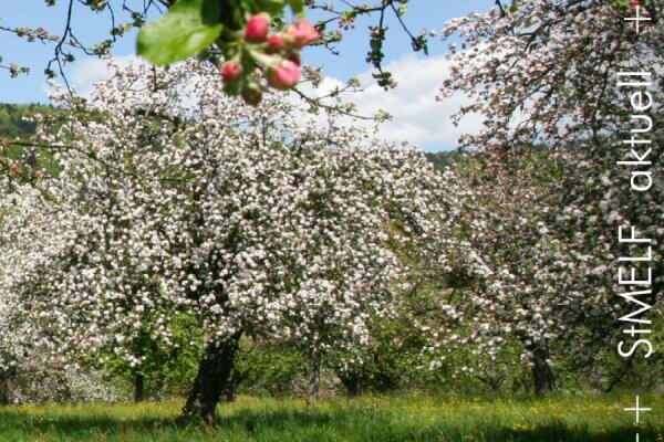 Blühende Obstbäume auf einer Wiese