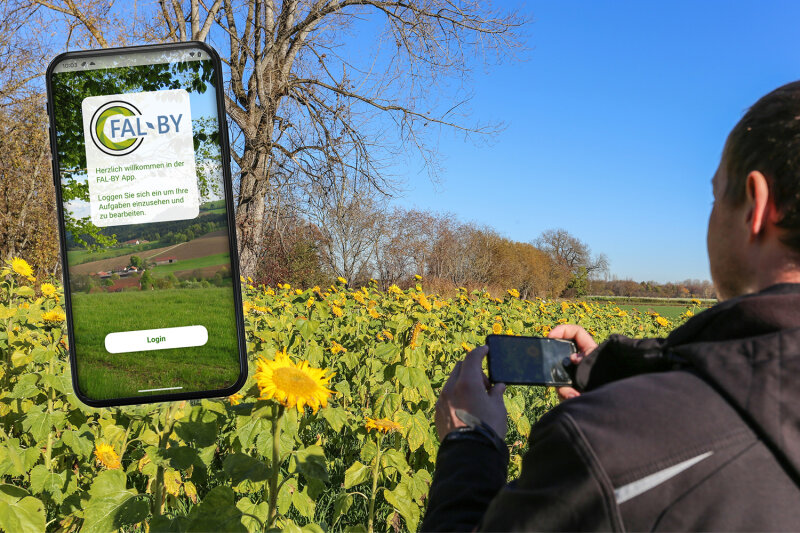 Mann fotografiert ein Sonnenblumenfeld, dazu Einblendung der Foto-App auf dem Bildschirm eines Smartphones