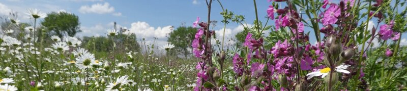 Blumenwiese