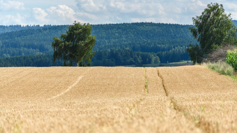 Getreidefeld mit Wald im Hintergrund