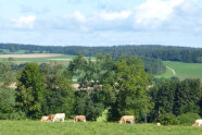 Grasende Kühe in Landschaft mit Wiesen und Wäldern