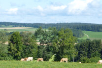 Grasende Kühe in Landschaft mit Wiesen und Wäldern