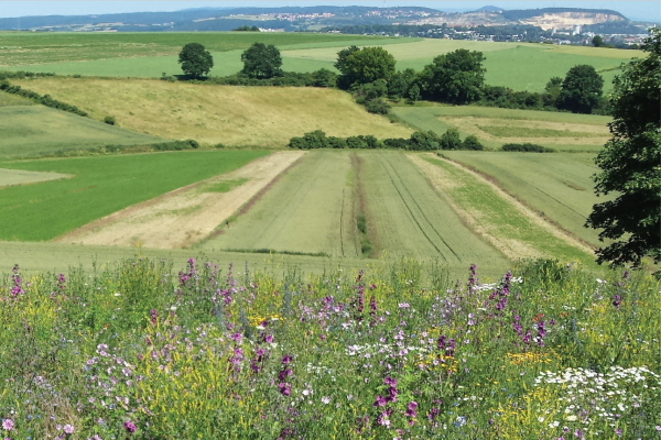 Blühwiese mit Feldern im Hintergrund