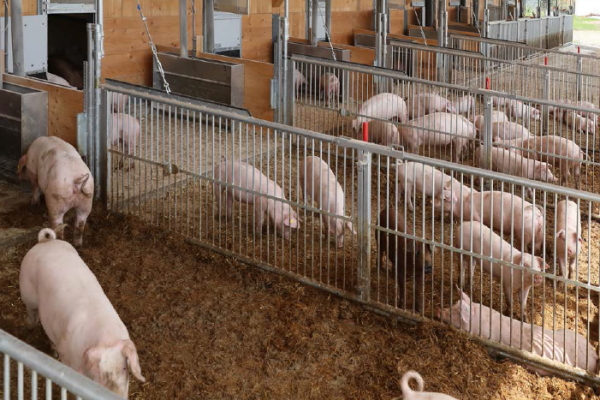Schweine auf Stroh im offenen Stall