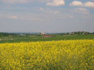 Rapsfeld im Hintergrund die Stadt Freising