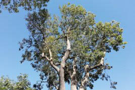 Baum vor blauem Himmel