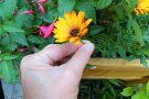 Hand pflückt Blume