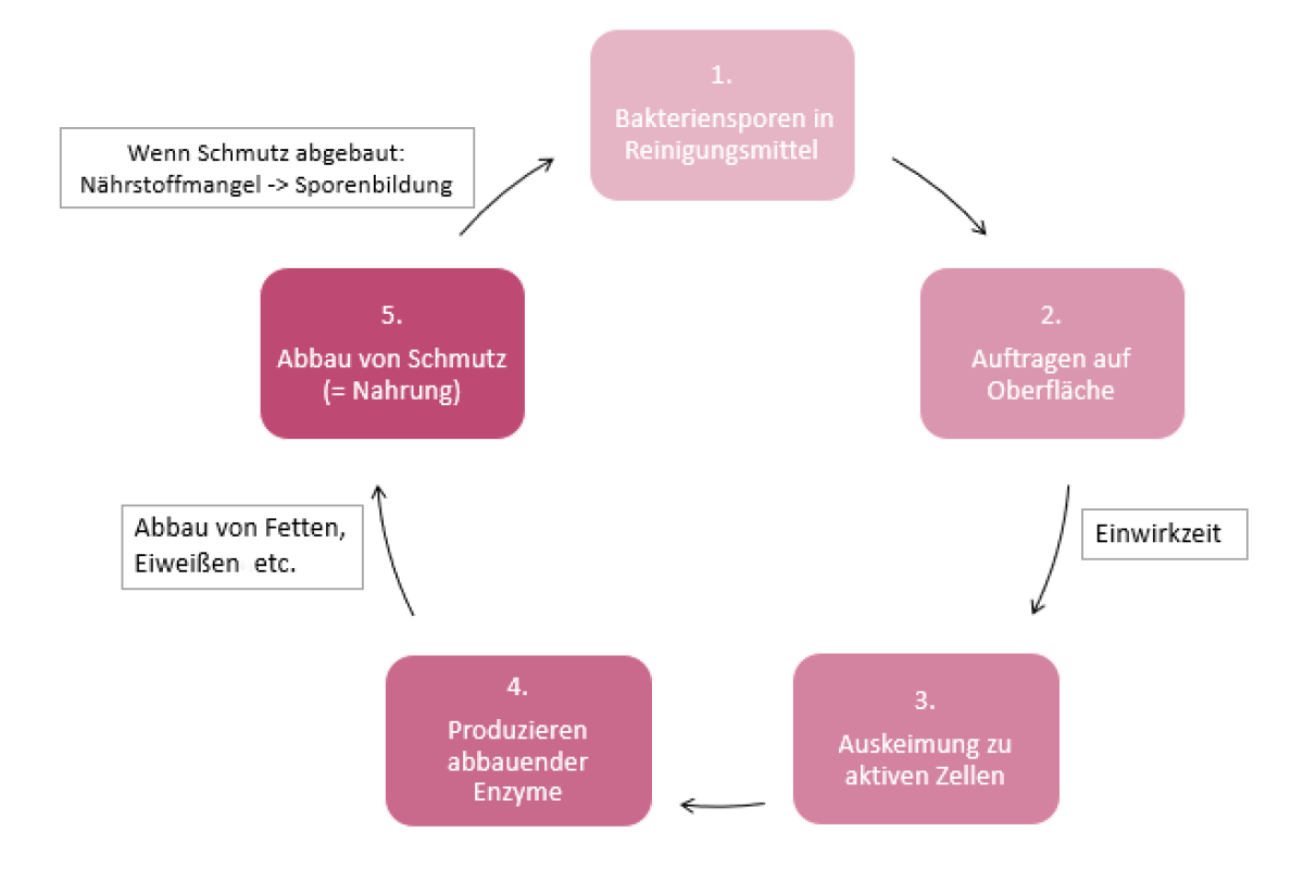 Ein Kreislauf verdeutlicht das Reinigungsprinzip effektiver Mikroorganismen bzw. probiotischer Reiniger