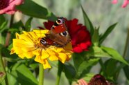 Schmetterling auf einer Blumen