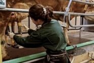 Botschafterin Johanna melkt eine Kuh mit einem Melkgerät