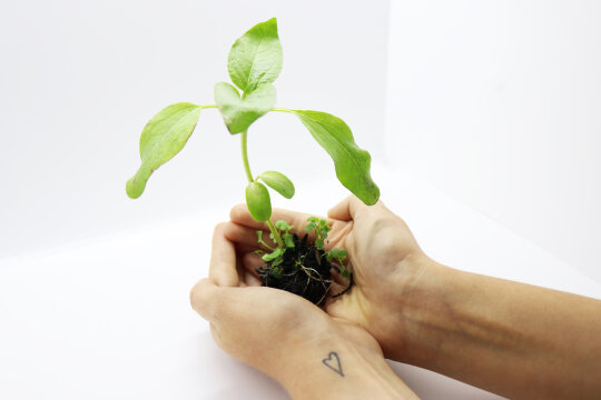 Eine Hand hält eine junge Salatpflanze.