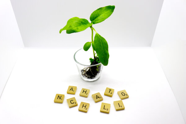 Eine junge Pflanze im Glas, davor in Scrabble-Buchstaben der Schriftzug "Nachhaltig".