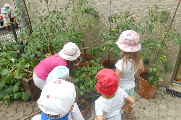 Eine Gruppe von Kleinkindern gießt Tomatenstöcke.