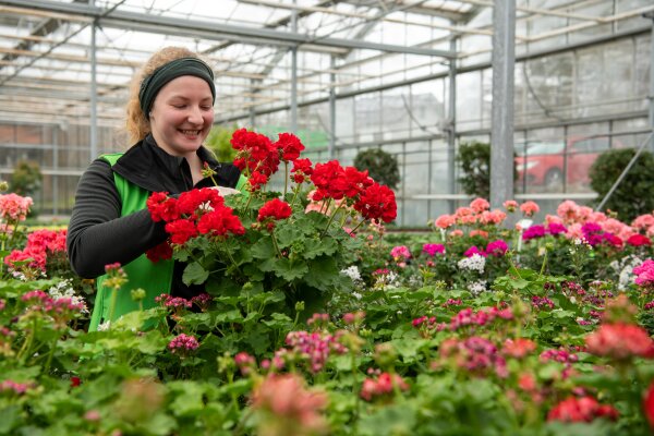 Junge Frau im Gewächshaus arbeitet an Geranien