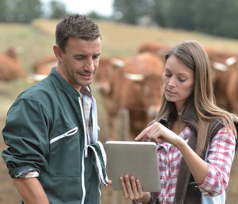 Frau und Mann auf einer Wiese mit Rindern schauen auf ein mobiles Gerät