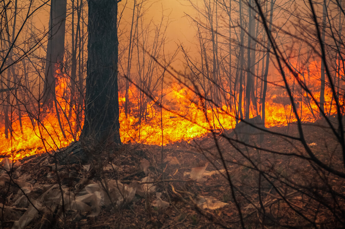Das Bild zeigt einen Waldbrand. 