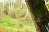 Forstministerin Kaniber steht neben einem Baum mit dem Naturwald-Logo und hält ein Tablet in den Händen