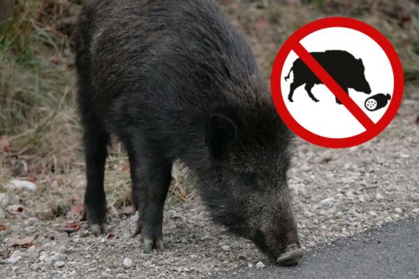 Warnschild - Wildschwein schnüffelt an einer Straße 